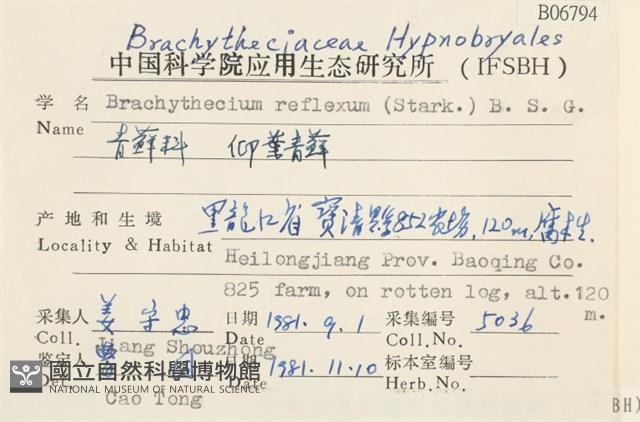 仰葉青蘚藏品圖，第2張