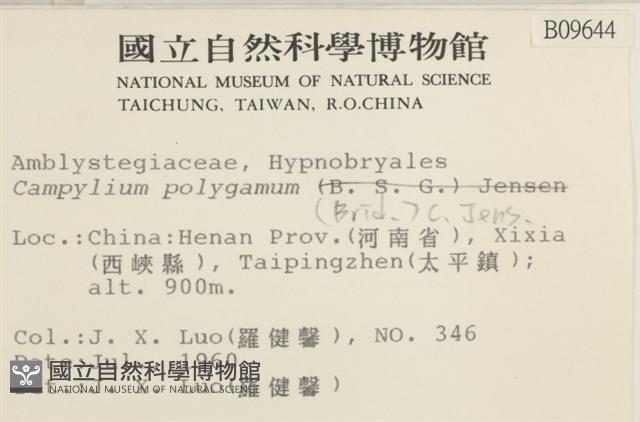 長肋細濕蘚藏品圖，第2張