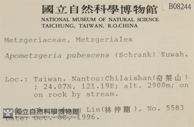 毛擬叉苔藏品圖，第2張