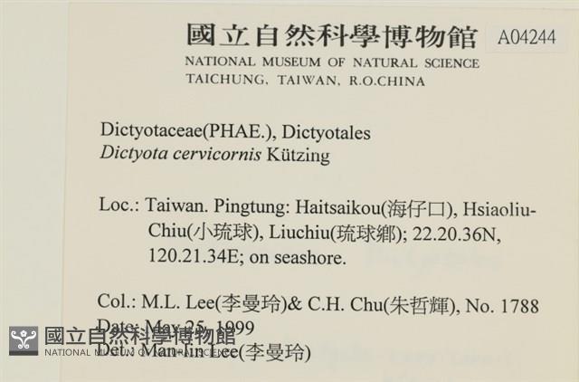 鹿角網地藻藏品圖，第2張