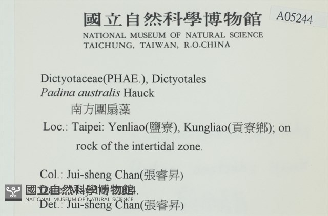 南方團扇藻藏品圖，第2張