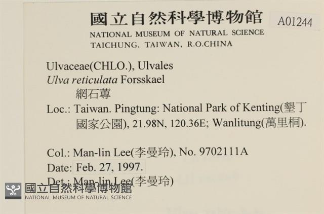 網石蓴藏品圖，第2張