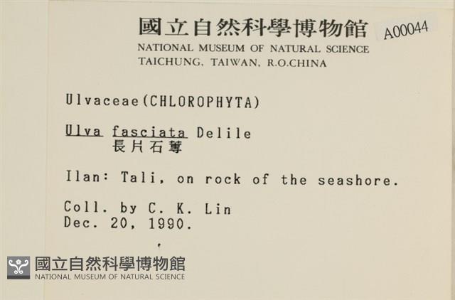 長片石蓴, 裂片石蓴藏品圖，第2張