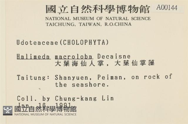 大葉海仙人掌, 大葉仙掌藻藏品圖，第2張