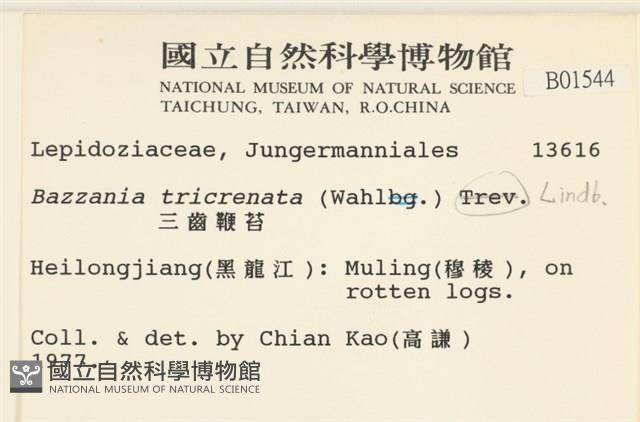 三齒鞭苔藏品圖，第2張