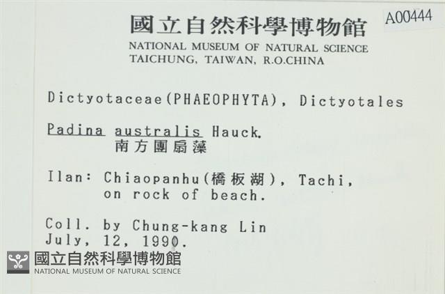 南方團扇藻藏品圖，第2張