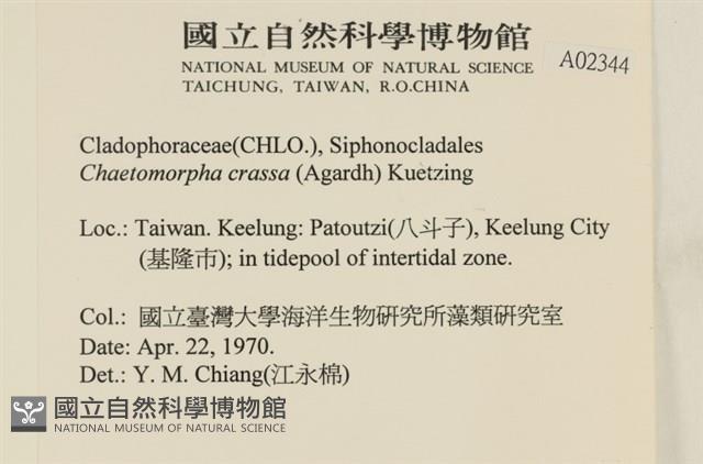 粗硬毛藻, 綠苔藏品圖，第2張