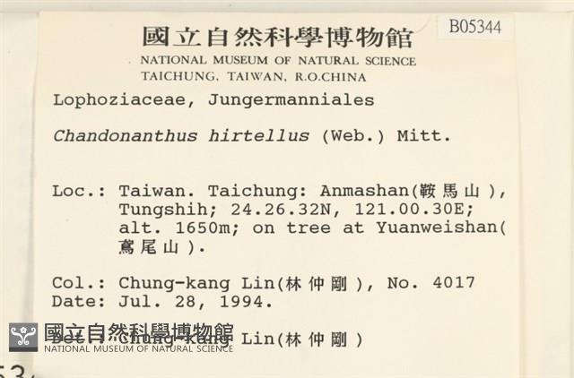 齒邊廣萼苔藏品圖，第2張