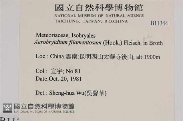 毛扭蘚藏品圖，第2張