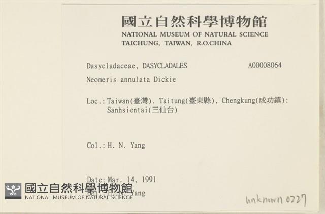 環蠕藻藏品圖，第2張