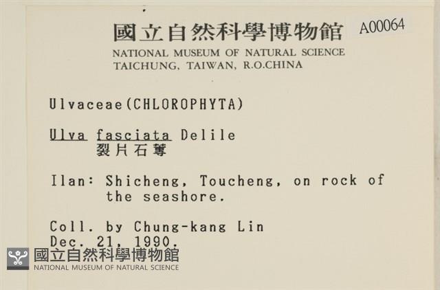 長片石蓴, 裂片石蓴藏品圖，第2張