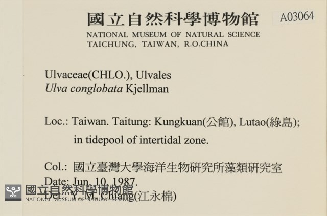 茶花石蓴, 牡丹菜藏品圖，第2張