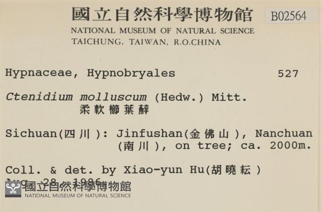 柔軟櫛葉蘚藏品圖，第2張