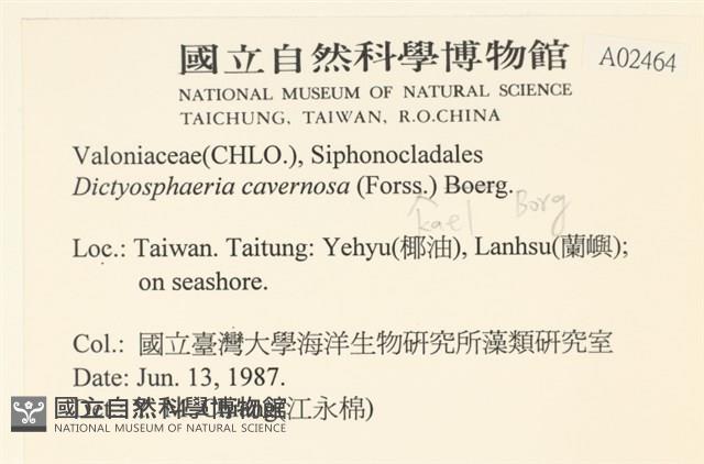 網球藻藏品圖，第2張