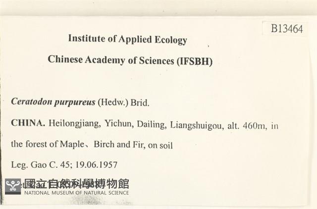 角齒蘚藏品圖，第2張