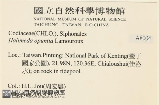 仙掌藻, 海仙人掌藏品圖，第2張