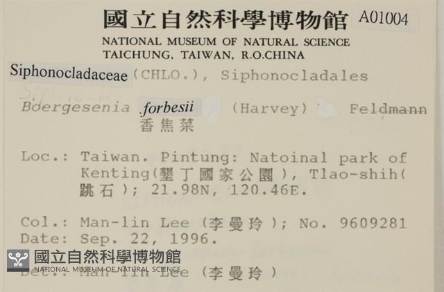 曲玉藻, 香蕉菜, 玉茄藻藏品圖，第2張
