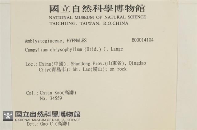 黃葉細濕蘚藏品圖，第2張