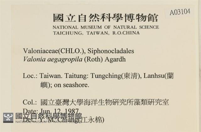 法囊藻藏品圖，第2張