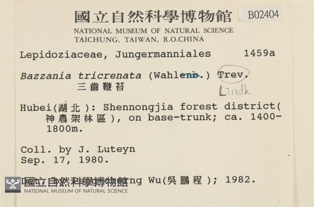 三齒鞭苔藏品圖，第2張