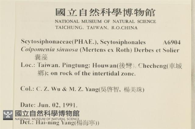 袋苔, 囊藻藏品圖，第2張