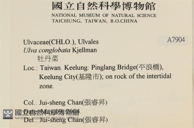 茶花石蓴, 牡丹菜藏品圖，第2張