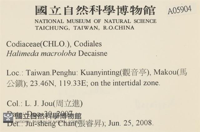 大葉海仙人掌, 大葉仙掌藻藏品圖，第2張