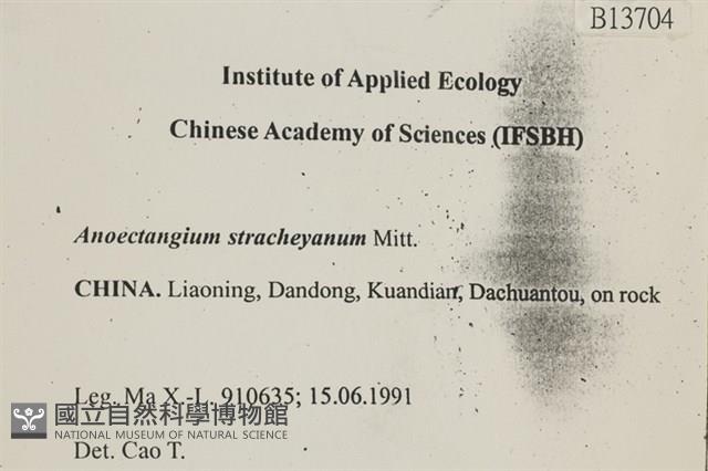 扭葉叢本蘚藏品圖，第2張