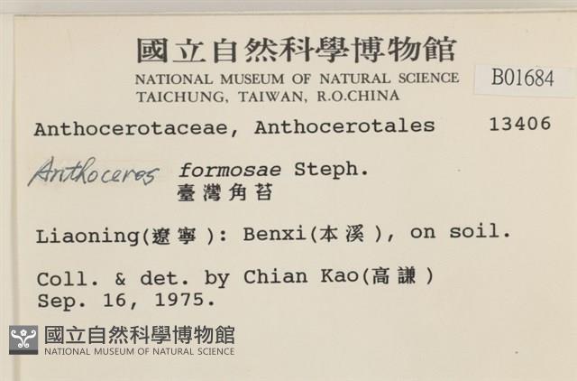 臺灣角苔藏品圖，第2張