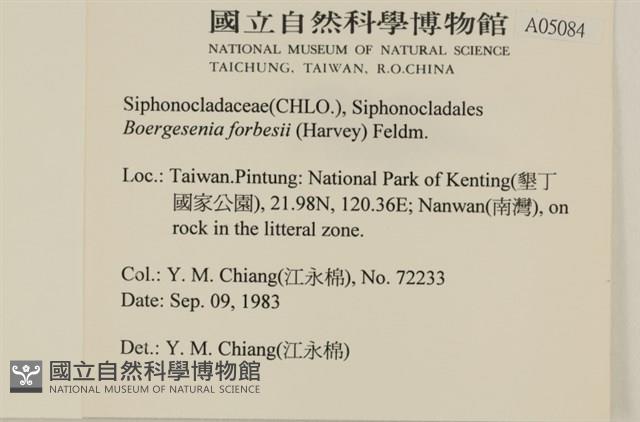 曲玉藻, 香蕉菜, 玉茄藻藏品圖，第2張