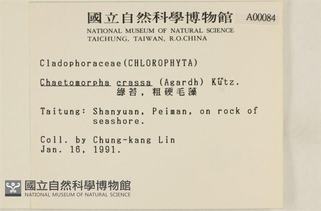 粗硬毛藻, 綠苔藏品圖，第2張