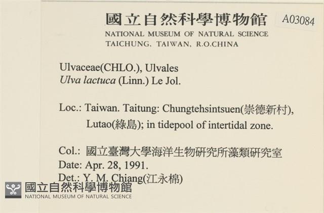 大石蓴, 石蓴藏品圖，第2張