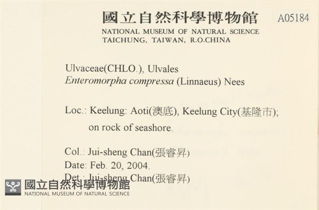 扁石髮藏品圖，第2張