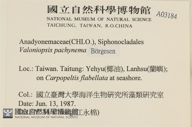 指枝藻藏品圖，第2張