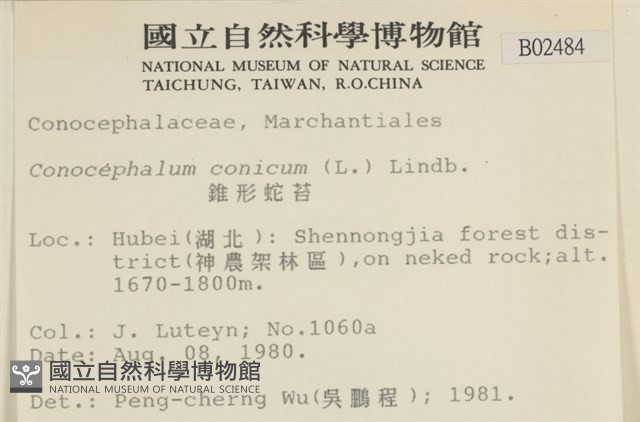 蛇苔藏品圖，第2張