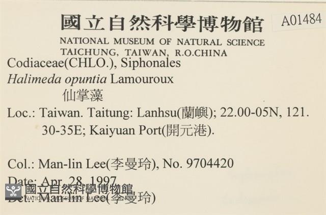 仙掌藻, 海仙人掌藏品圖，第2張