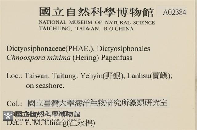 小毛孢藻, 小鹿角苔藏品圖，第2張