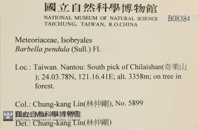 多疣懸蘚藏品圖，第2張