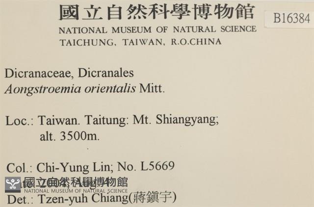 東亞昂氏蘚,東方昂氏蘚藏品圖，第2張