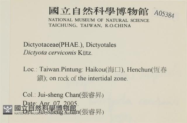 鹿角網地藻藏品圖，第2張