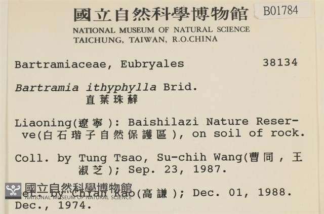 直葉珠蘚藏品圖，第2張