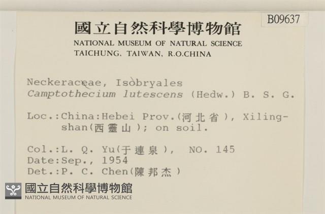 斜蒴蘚, 黃斜蒴蘚藏品圖，第2張