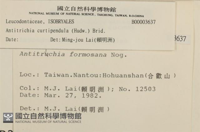 臺灣逆毛蘚藏品圖，第2張