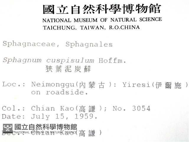 狹葉泥炭蘚藏品圖，第2張