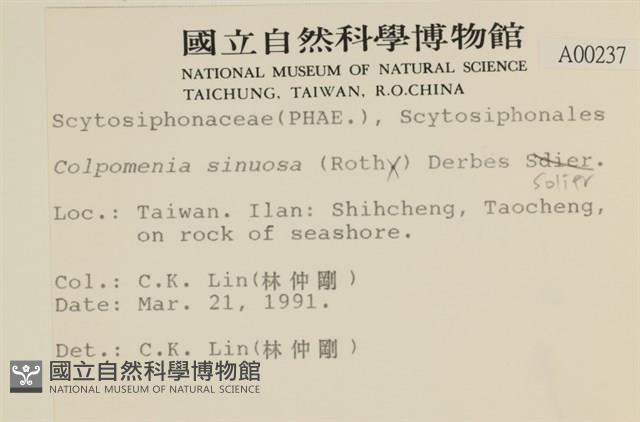 袋苔, 囊藻藏品圖，第2張