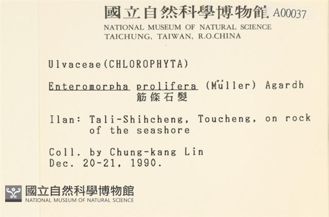 筋條石髮藏品圖，第2張