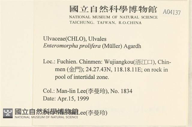 筋條石髮藏品圖，第2張