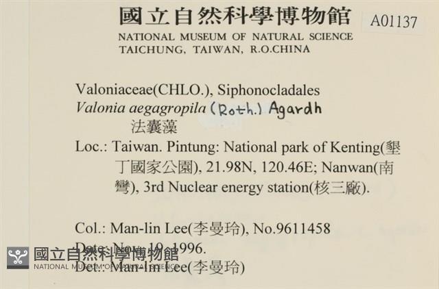 法囊藻藏品圖，第2張