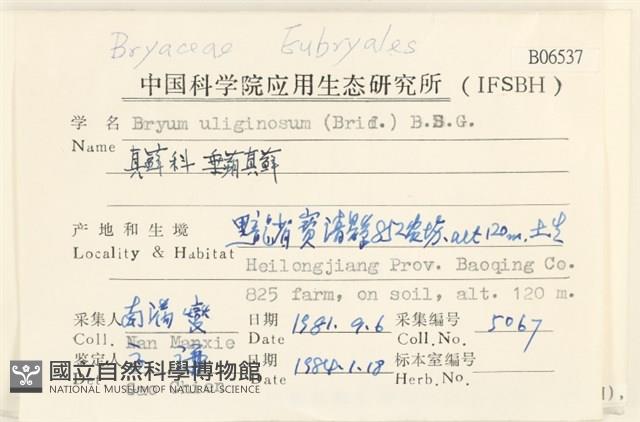 垂蒴真蘚藏品圖，第2張