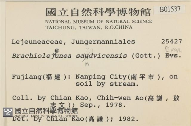 鰓葉苔藏品圖，第2張